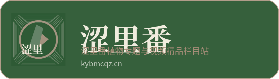 涩里番